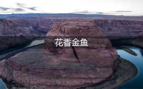 摩尔庄园手游花香金鱼菜谱 花香金鱼配方分享
