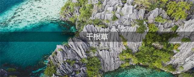 《明日之后》千根草获取攻略 怎么得千根草(千根草)