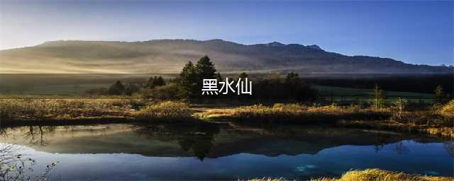 《九阴真经》坐骑黑水仙怎么样 坐骑黑水仙介绍(黑水仙)