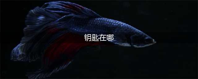 《逃离塔科夫》森林钥匙位置在哪 森林钥匙位置一览(钥匙在哪)
