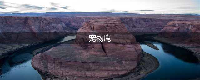 黑色沙漠宠物鹰任务 老鹰宠物怎么获得(宠物鹰)