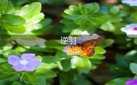 英雄联盟S11逆羽怎么玩 逆羽基础玩法思路(逆羽)