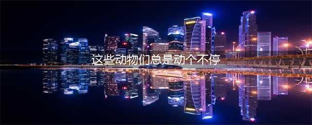 《哈利波特：魔法觉醒》这些动物们总是动个不停NPC在哪里