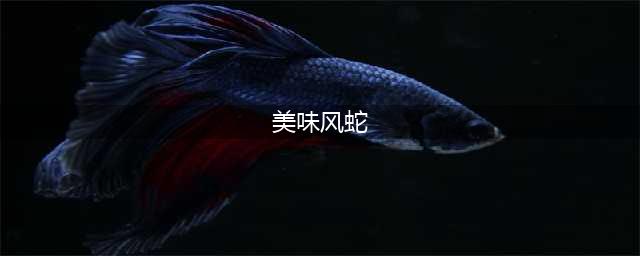 《魔兽世界》食谱美味风蛇在哪掉落