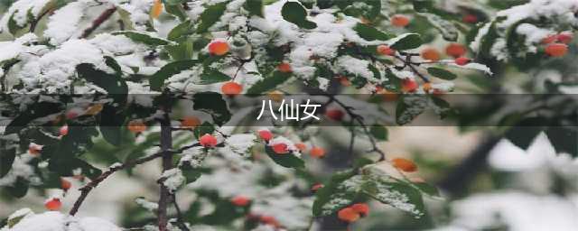 云顶之弈八仙女怎么玩 八仙女阵容攻略