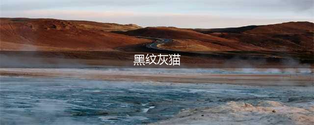 《魔兽世界怀旧服》黑纹灰猫获取攻略 黑纹灰猫在哪(黑纹灰猫)