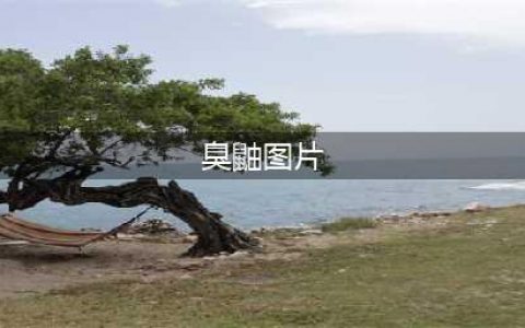 《公主连结》臭鼬是什么 臭鼬详细介绍(臭鼬图片)