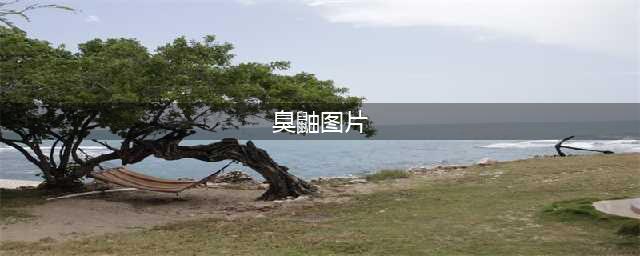 《公主连结》臭鼬是什么 臭鼬详细介绍(臭鼬图片)