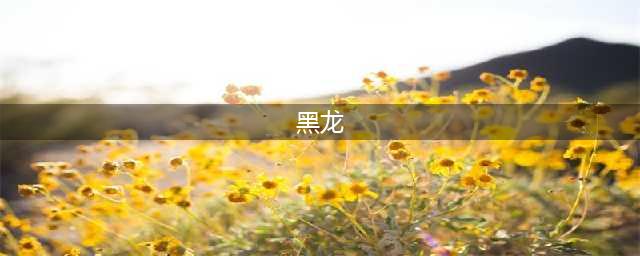 《怪物猎人世界》黑龙怎么打 黑龙打法技巧应对教学攻略(黑龙)
